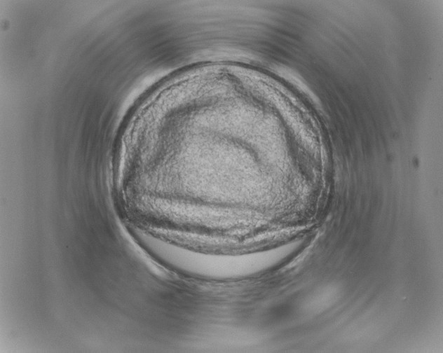 X0000071331040200607212002