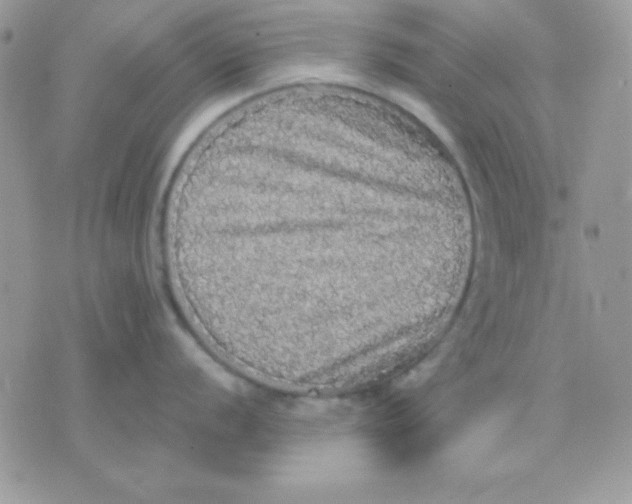 X0000071331056200607212002