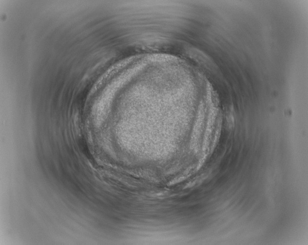 X0000071331060200607212001