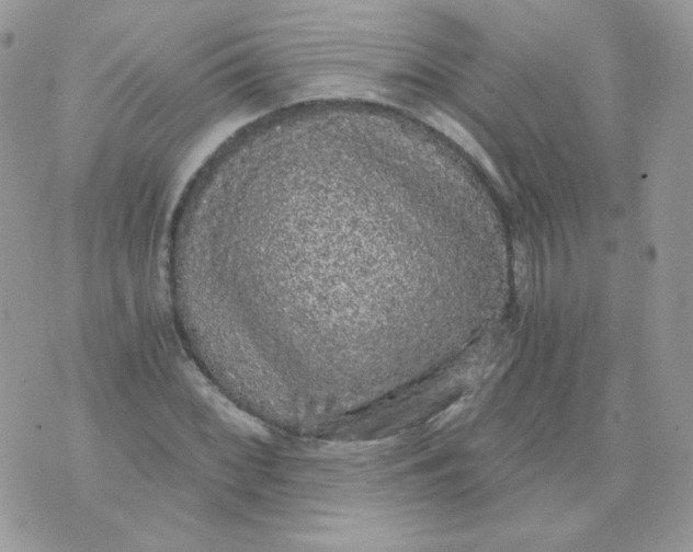 X0000071331068200607212001