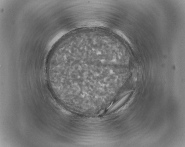 X0000071331071200607212001