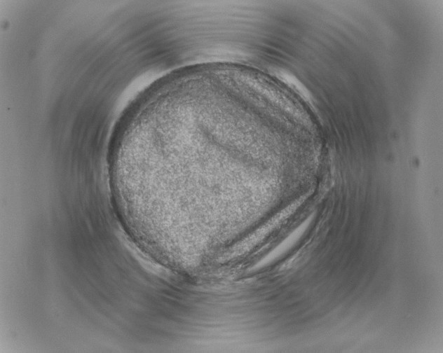 X0000071331072200607212001