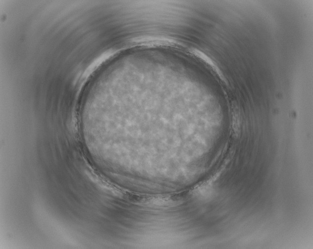 X0000071331074200607212001