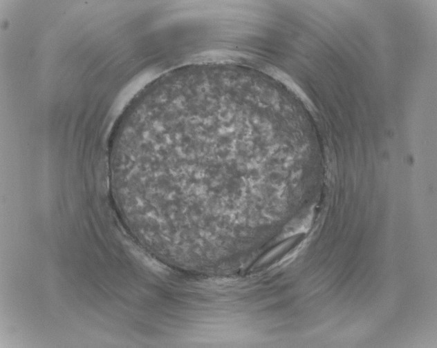 X0000071331075200607212001