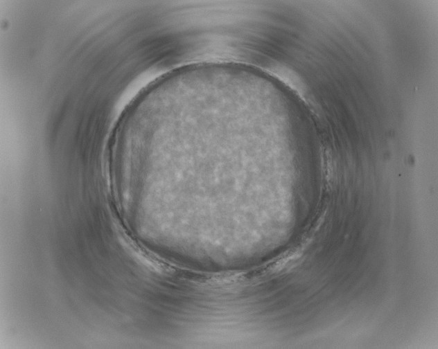 X0000071331078200607212001