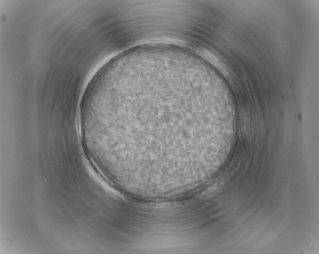 X0000071331084200607212001