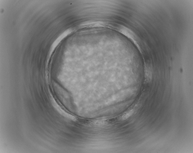 X0000071331090200607212001