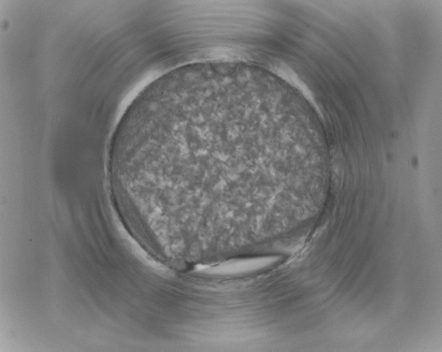 X0000071331091200607212001