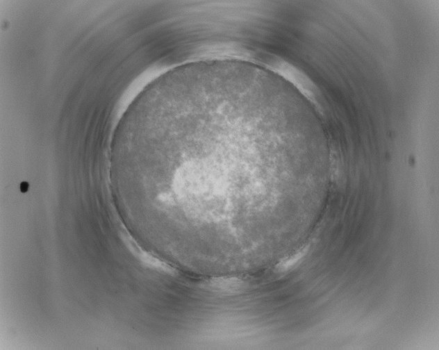 X0000071331094200607212001