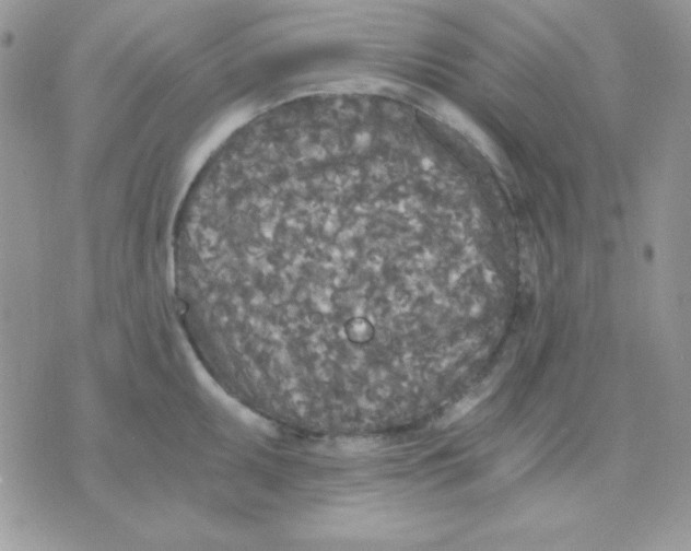 X0000071331095200607212001