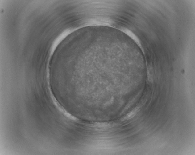 X0000071331096200607212001