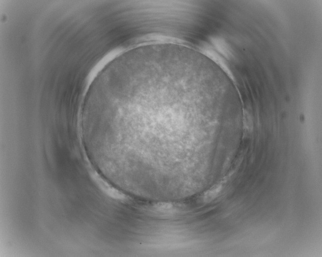 X0000071331098200607212001