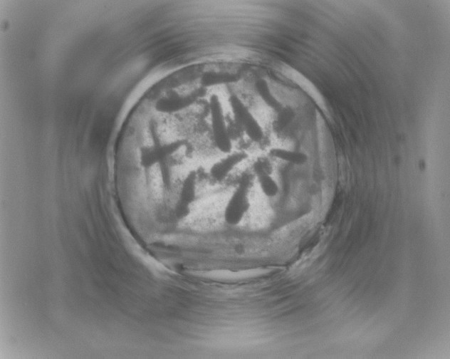 X0000071331099200607212001