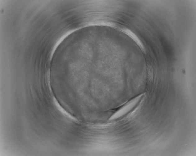 X0000071331100200607212001