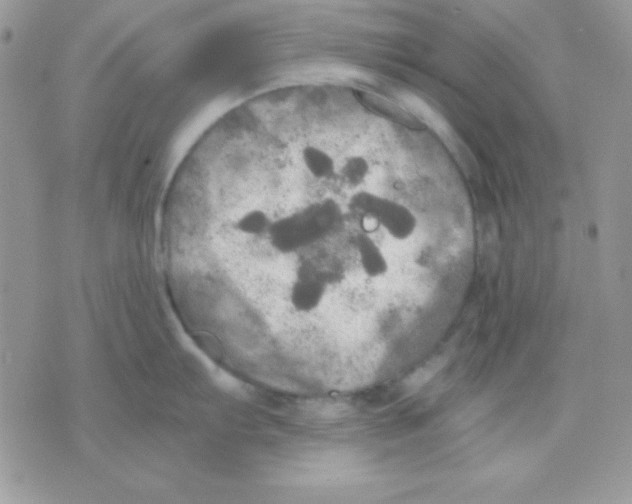 X0000071331103200607212001