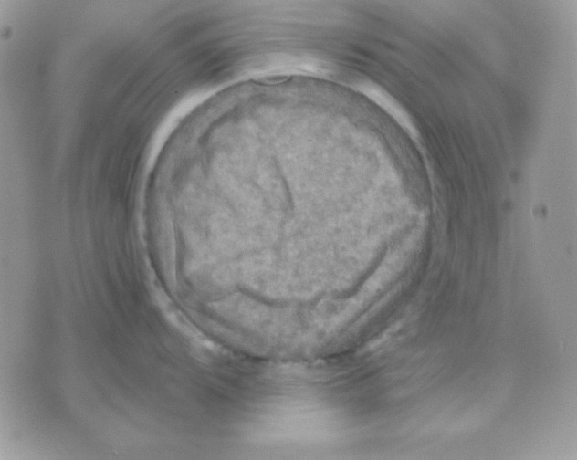 X0000071331104200607212001