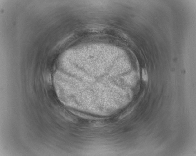 X0000071331155200607212000