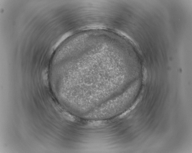 X0000071331162200607212000