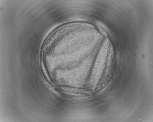 X0000071331236200607211959