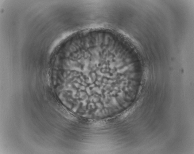 X0000071331262200607211958