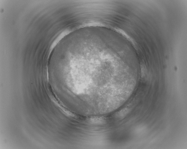 X0000071331274200607211958