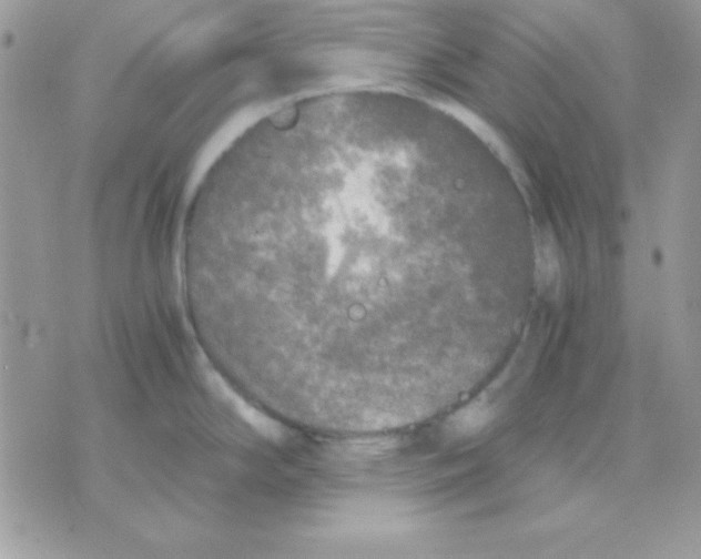 X0000071331294200607211958