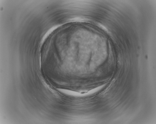 X0000071331323200607211957