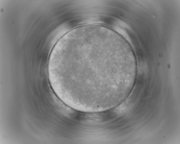 X0000071331338200607211957