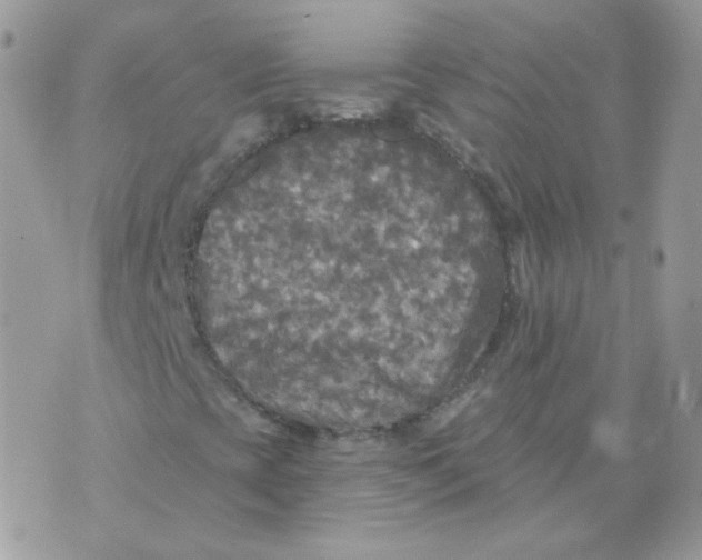 X0000071331393200607211955