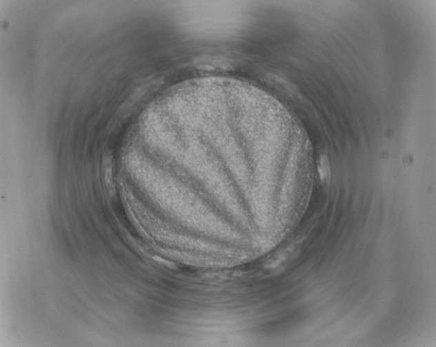 X0000071331396200607211955