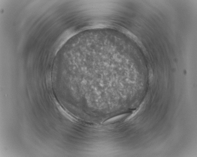 X0000071331417200607211956