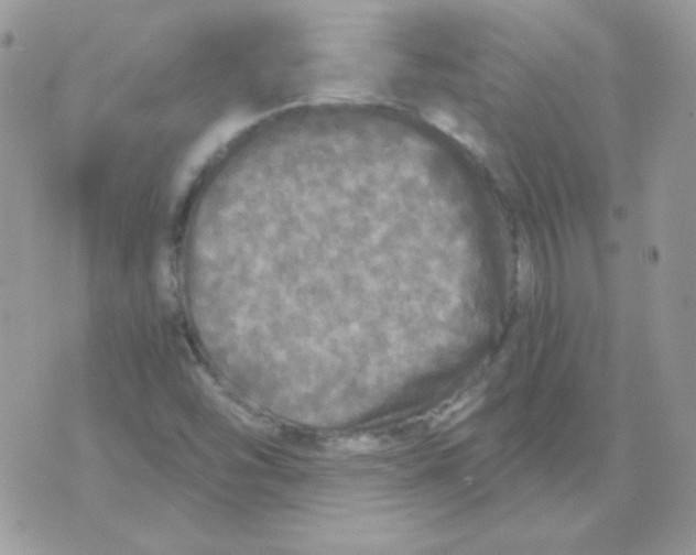 X0000071331454200607211955