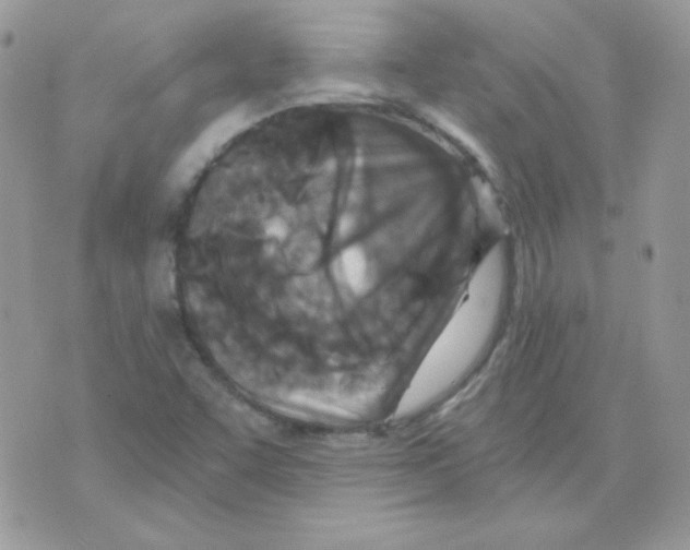 X0000071331455200607211955