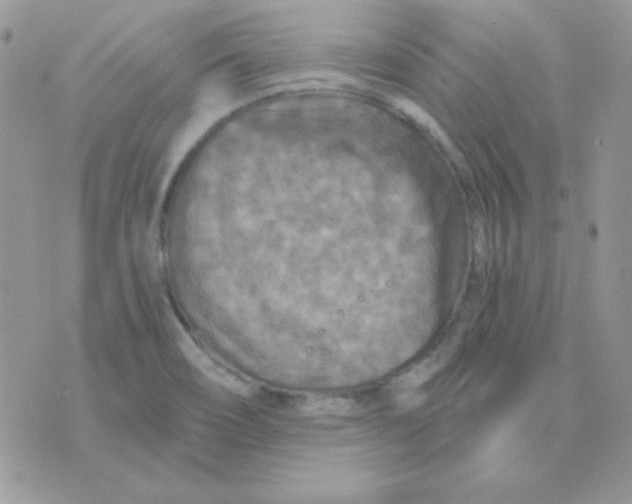 X0000071331466200607211955