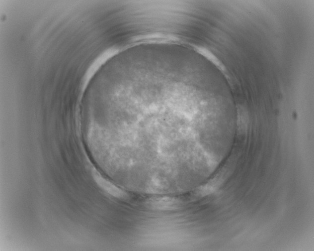 X0000071331474200607211955