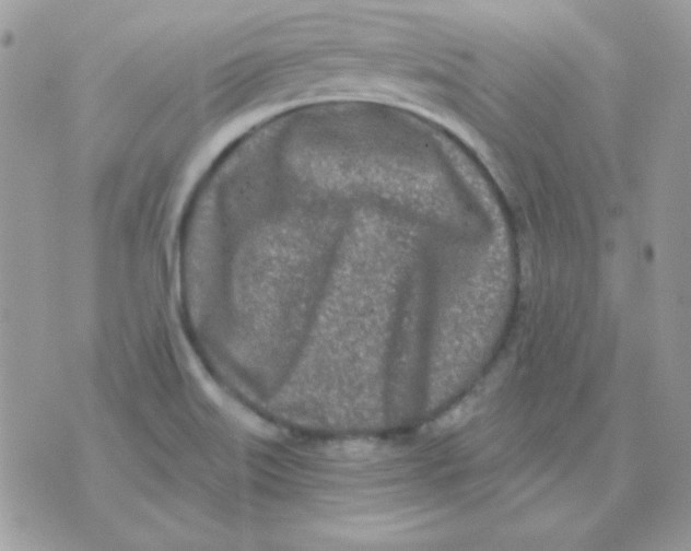 X0000071331515200607211954