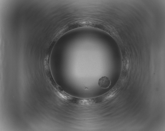 X0000071340239200606231146