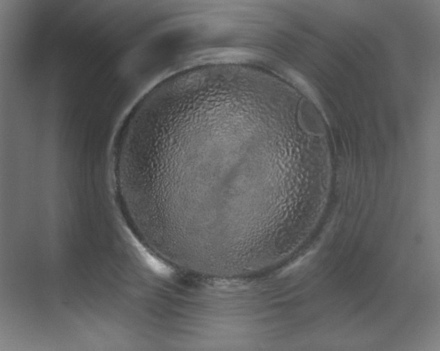 X0000071340835200606231136