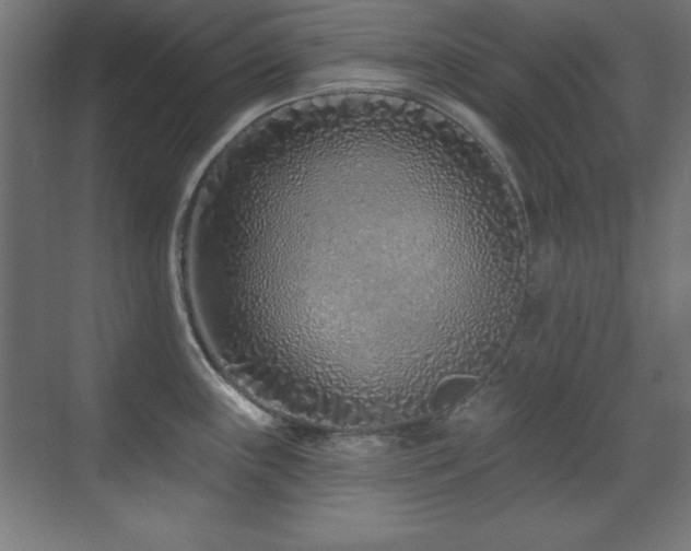 X0000071341243200606231130