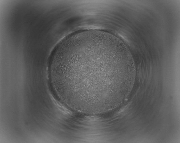 X0000071340351200606261321