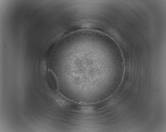 X0000071340363200606261322