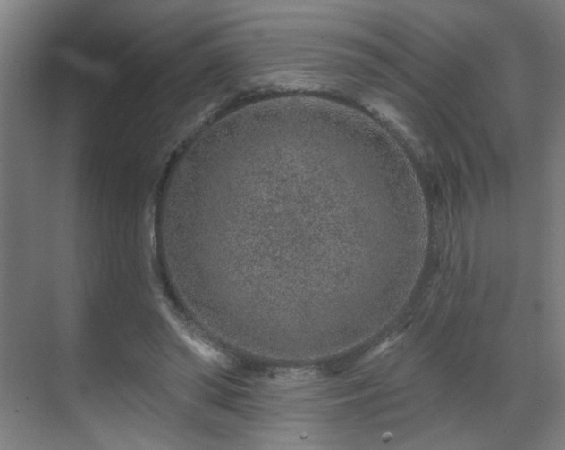 X0000071340398200606261321