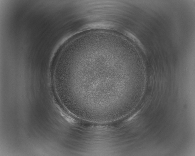 X0000071341027200606261310