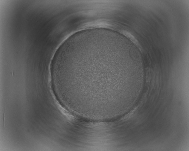 X0000071341031200606261310