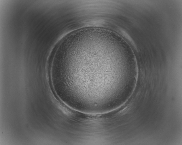 X0000071341035200606261310