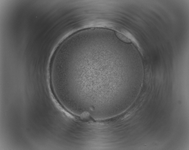 X0000071341088200606261309