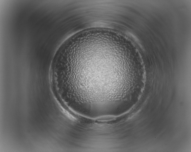 X0000071341125200606261308