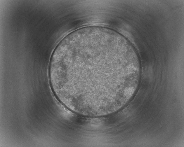 X0000071341338200606261306