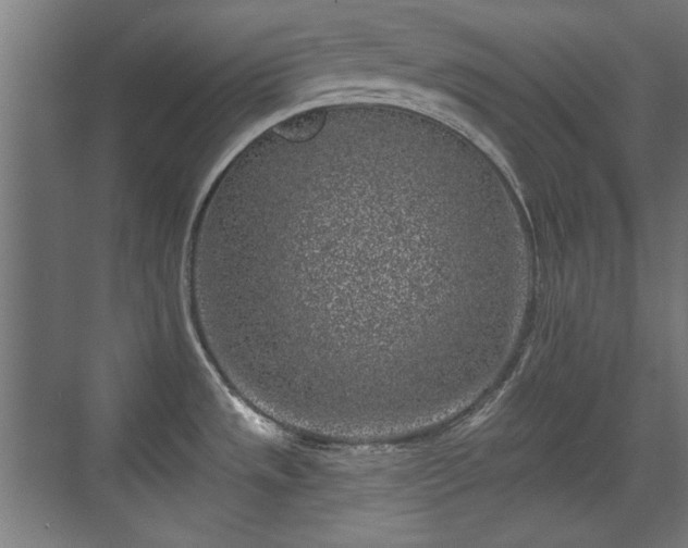 X0000071341533200606261302