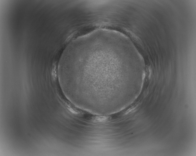 X0000071340479200607071703